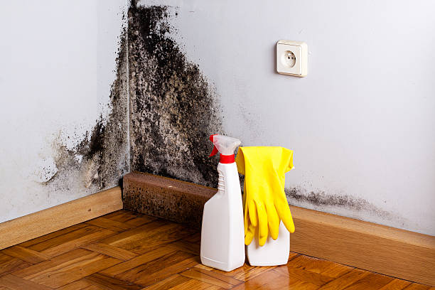 Best Specialized Mold Remediation in West Perrine, FL